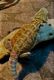 Bearded Dragon Reptiles for sale in Okarche, OK 73762, USA. price: NA