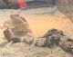 Bearded Dragon Reptiles for sale in Milwaukee, WI, USA. price: $200