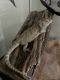 Bearded Dragon Reptiles for sale in Holbrook, MA, USA. price: NA