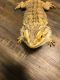 Bearded Dragon Reptiles for sale in Bourne, MA, USA. price: NA