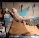 Bearded Dragon Reptiles for sale in Montgomery, TX, USA. price: NA