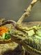 Bearded Dragon Reptiles for sale in 6747 Halter Creek Way, West Valley City, UT 84128, USA. price: NA