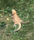 Bearded Dragon Reptiles for sale in Strongsville, OH, USA. price: NA
