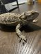 Bearded Dragon Reptiles for sale in 570 E 48th St N, Tulsa, OK 74126, USA. price: $150