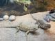 Bearded Dragon Reptiles for sale in Howell, MI, USA. price: NA