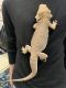Bearded Dragon Reptiles for sale in 2570 E 24th St, Brooklyn, NY 11235, USA. price: NA