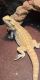 Bearded Dragon Reptiles for sale in Evansville, IN, USA. price: NA