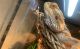 Bearded Dragon Reptiles for sale in Orange Grove Blvd, North Fort Myers, FL, USA. price: $95