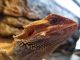 Bearded Dragon Reptiles for sale in Lemont, IL, USA. price: NA