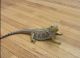 Bearded Dragon Reptiles for sale in Jersey City, NJ, USA. price: $50