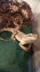 Bearded Dragon Reptiles for sale in St. Petersburg, FL, USA. price: NA