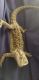 Bearded Dragon Reptiles for sale in Horseheads, NY 14845, USA. price: NA