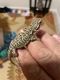 Bearded Dragon Reptiles for sale in Fuquay-Varina, NC, USA. price: NA