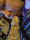 Bearded Dragon Reptiles for sale in Wales, WI, USA. price: $350