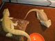 Bearded Dragon Reptiles for sale in El Reno, OK, USA. price: NA