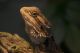 Bearded Dragon Reptiles