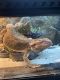 Bearded Dragon Reptiles for sale in New York, NY, USA. price: NA