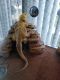 Bearded Dragon Reptiles for sale in Ocala, FL, USA. price: $175
