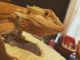 Bearded Dragon Reptiles for sale in Charleston, WV, USA. price: NA