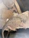 Bearded Dragon Reptiles for sale in Royse City, TX, USA. price: NA