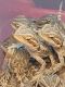 Bearded Dragon Reptiles for sale in Bethel, OH 45106, USA. price: $100