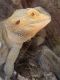 Bearded Dragon Reptiles for sale in Daytona Beach, FL, USA. price: $100