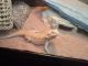 Bearded Dragon Reptiles for sale in West Olive, MI 49460, USA. price: NA