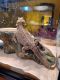 Bearded Dragon Reptiles for sale in Beverly, MA, USA. price: $250