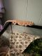 Bearded Dragon Reptiles for sale in Rock Hill, SC, USA. price: $250