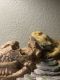 Bearded Dragon Reptiles for sale in Galt, CA, USA. price: NA