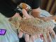 Bearded Dragon Reptiles for sale in Richardson, TX 75081, USA. price: NA