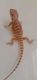 Bearded Dragon Reptiles for sale in Pueblo, CO, USA. price: $250
