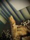 Bearded Dragon Reptiles for sale in 1015 Southern Artery, Quincy, MA 02169, USA. price: $100