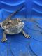 Bearded Dragon Reptiles for sale in Houston, TX, USA. price: $336