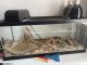 Bearded Dragon Reptiles for sale in 7758 Millikin Rd, Liberty Township, OH 45044, USA. price: $350