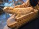 Bearded Dragon Reptiles for sale in Hudson, FL 34669, USA. price: $15,000