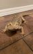 Bearded Dragon Reptiles for sale in 2021 4th Ave NW, Ardmore, OK 73401, USA. price: NA