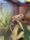 Bearded Dragon Reptiles for sale in Enola, PA, USA. price: NA