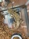 Bearded Dragon Reptiles for sale in Vallejo, CA, USA. price: $100