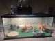 Bearded Dragon Reptiles for sale in Conyers, GA 30012, USA. price: NA