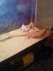 Bearded Dragon Reptiles for sale in Pelham, NC 27311, USA. price: $300