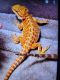 Bearded Dragon Reptiles for sale in West Monroe, LA, USA. price: $200
