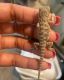 Bearded Dragon Reptiles for sale in Columbus, OH, USA. price: $40