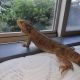 Bearded Dragon Reptiles for sale in Plainfield, IL, USA. price: NA
