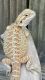 Bearded Dragon Reptiles for sale in Hickory, NC, USA. price: $120
