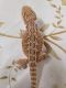 Bearded Dragon Reptiles for sale in Gridley, CA 95948, USA. price: NA