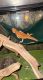 Bearded Dragon Reptiles for sale in Sister Bay, WI, USA. price: $400