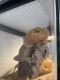 Bearded Dragon Reptiles for sale in Albuquerque, NM, USA. price: NA