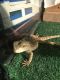 Bearded Dragon Reptiles for sale in 7400 Bissonnet St, Houston, TX 77074, USA. price: $100