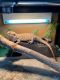 Bearded Dragon Reptiles for sale in 9838 SW 172nd Ave, Beaverton, OR 97007, USA. price: $50